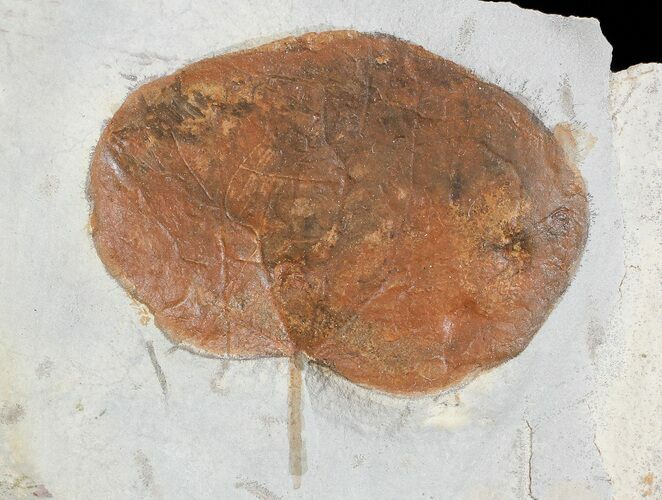 Detailed Fossil Leaf (Zizyphoides) - Montana #71504